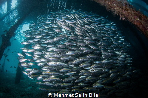 Under the pier, Arborek. by Mehmet Salih Bilal 